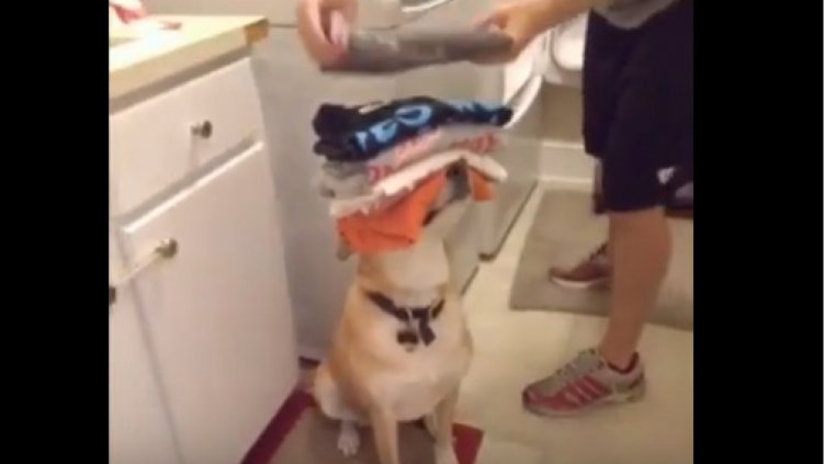 Кучето е и най-добрият... помощник у дома! (Видео)