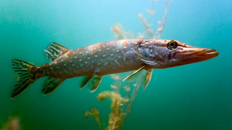 Чужди риби и раци пълнят реките и езерата ни