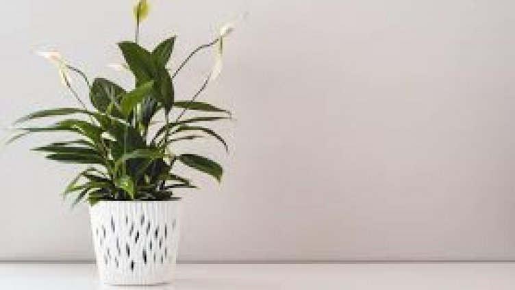 Снимката е илюстративна: Pixabay