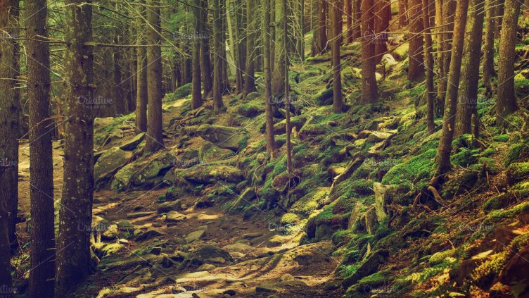 Жена оцеля 5 дни в гъста гора с...бутилка вино