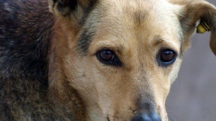 Улично куче спасява от хипотермия и смърт 3-годишно момиченце