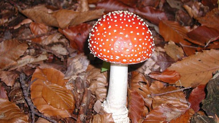 Отровни гъби погубиха 65-годишен
