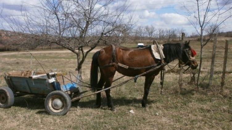 2 каруци задържаха при проверки горските стражари