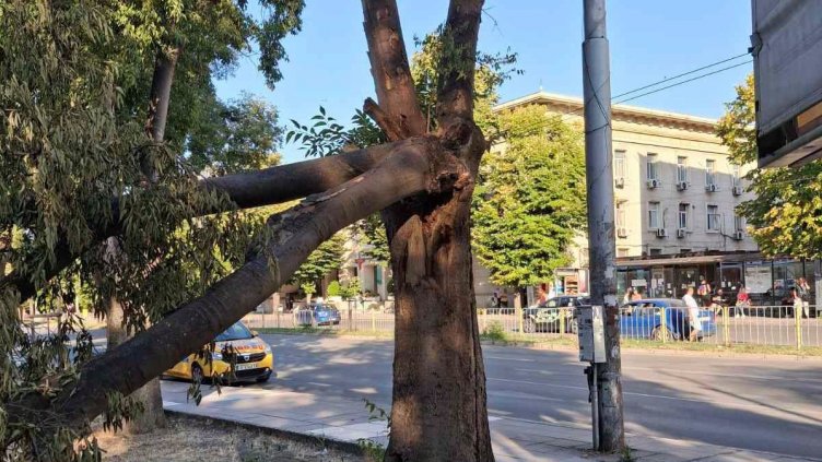 Премахват опасно дърво в градинката на Катедралата