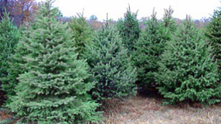 До 3000 лв. е глобата за незаконно отсичане на елха