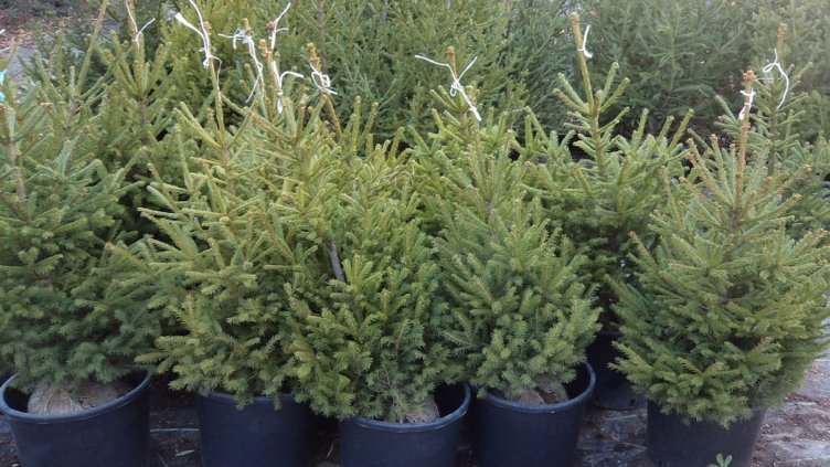 За какво да внимаваме, когато купуваме коледна елха