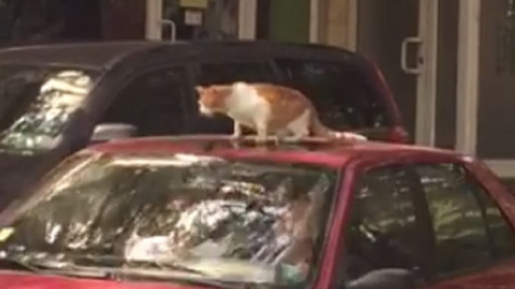 ВНИМАНИЕ! Котка "гратисчия" тормози шофьори във Варна (ВИДЕО)
