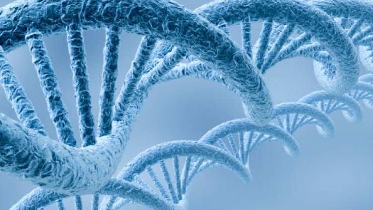 Бирата и кафето влияят на човешката ДНК