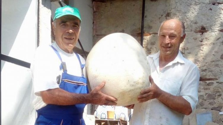 Пчелари откриха гъба достойна за Гинес