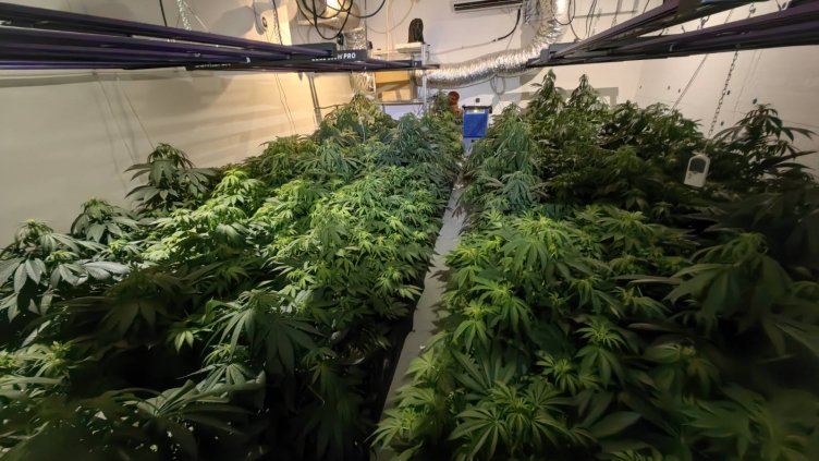 Варненските криминалисти разбиха 5 оранжерии за канабис(Снимки)