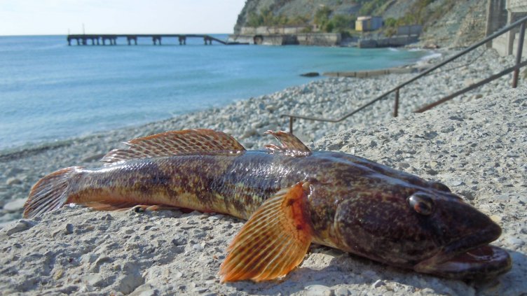 От затоплянето: Променя се размножаването на рибите в Черно море