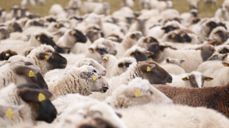 В Гърция: Откриха огнища на шарка по овцете до българската граница