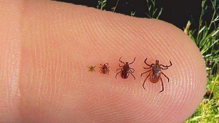 9 ухапани от кърлеж за последните две седмици