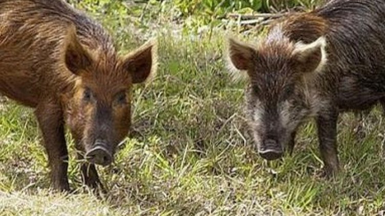 Диви глигани вилняха в германски град