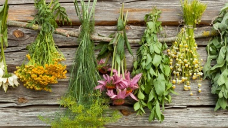На ранина и още росни - лечебните сили на родните билки на Еньовден