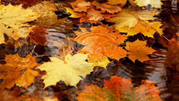 Какво ви очаква през 2019 според месеца ви на раждане - НОЕМВРИ