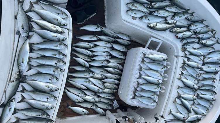 Морето на север завря от лефер