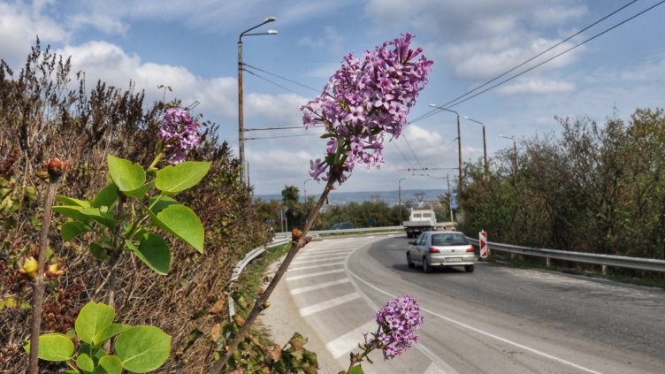 Люляците цъфнаха отново през октомври във Варна (СНИМКИ)