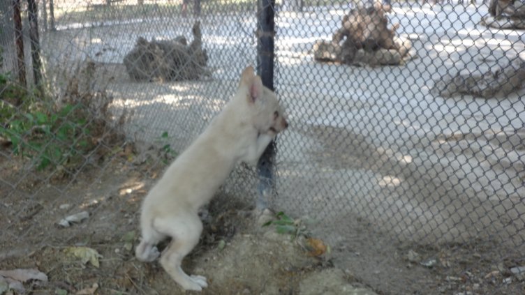 Бяло вълче се роди във варненския зоопарк