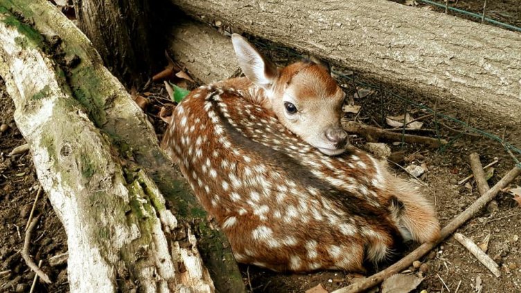 Зоопаркът във Варна закъса за фураж