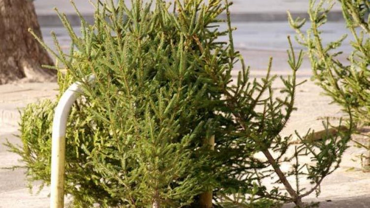 Не изхвърляйте елхичките от Нова година! Ще нахранят животни от зоокъта