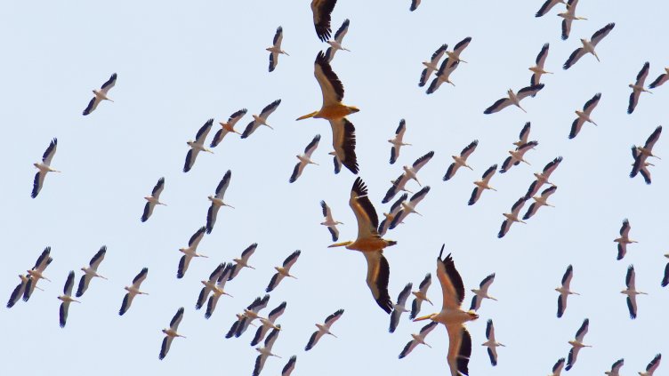 Безброй пеликани прелетяха над Варна