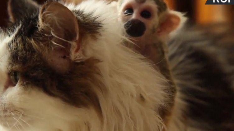 Котка стана майка на малка маймунка (ВИДЕО)