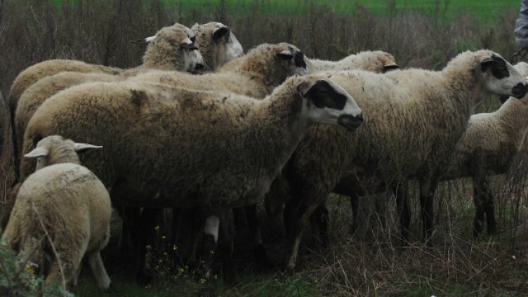 Снимка Пламен Гутинов, архив