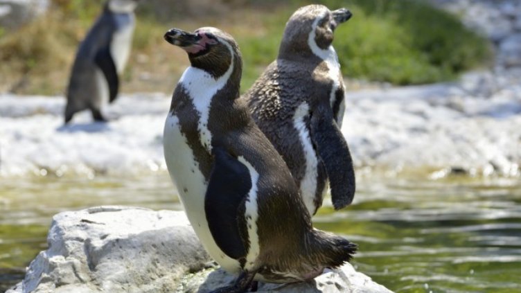 Седем пингвина са се удавили в Калгари, тече разследване