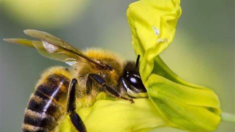 Пчелари разбират дали природата е замърсена от събрания прашец