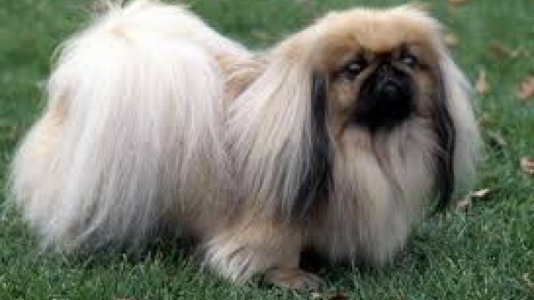 Пекинез отхапа пръста на стопанката си