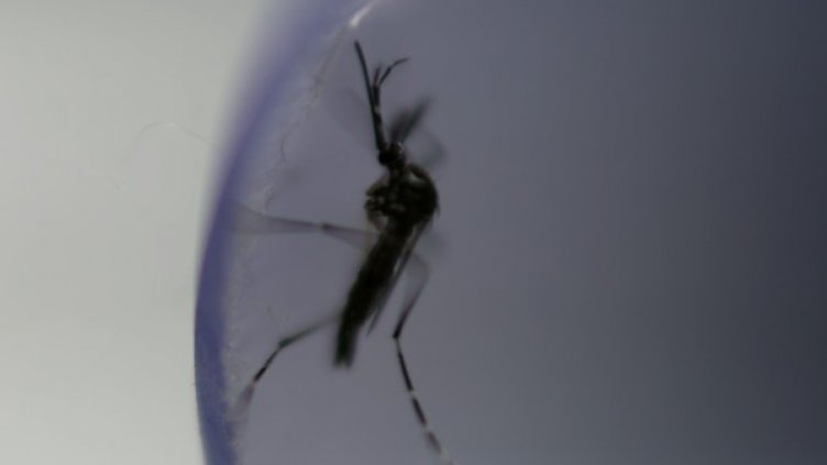 200 бона глоба за неправилно броене на комари