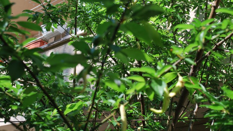 Слива роди боб!