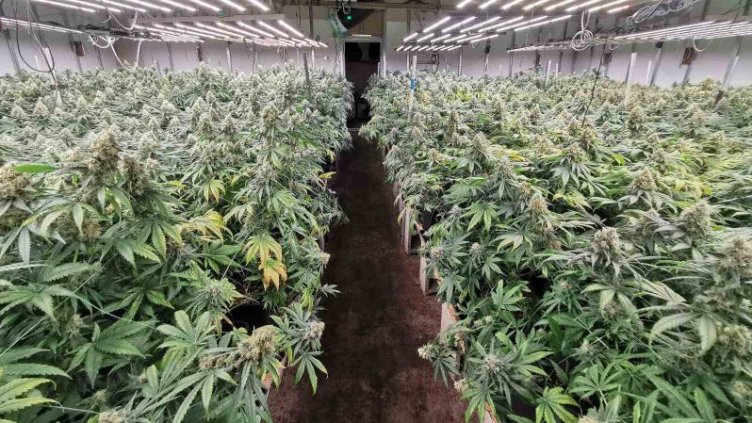 Оставиха "на топло" партиеца от ПП с наркооранжерията в Млада гвардия