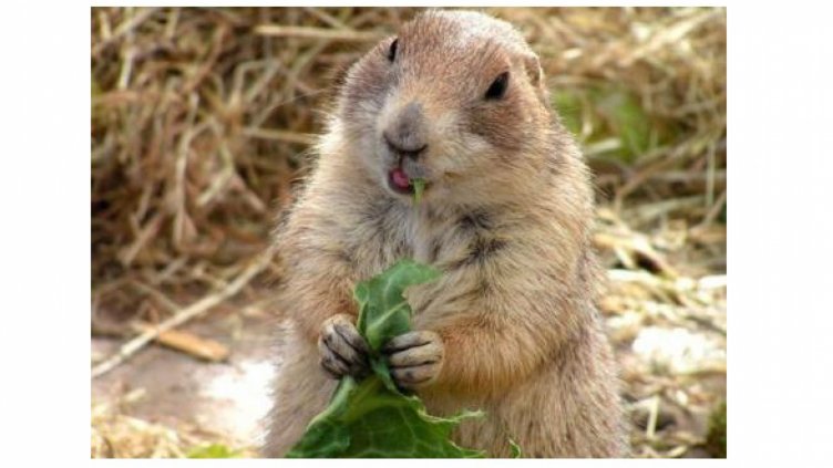 Коя зодия сте според славянския хороскоп