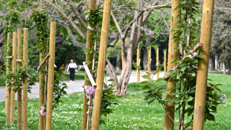 20 нови японски вишни радват варненци