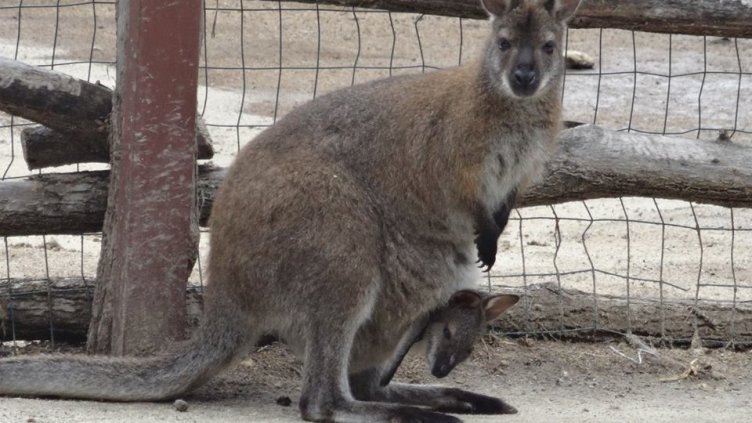 Кенгуру се роди във варненския зоопарк