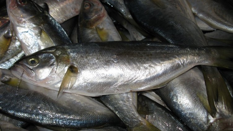 Рибарите: Спряхме да ловим чернокоп, няма пазар