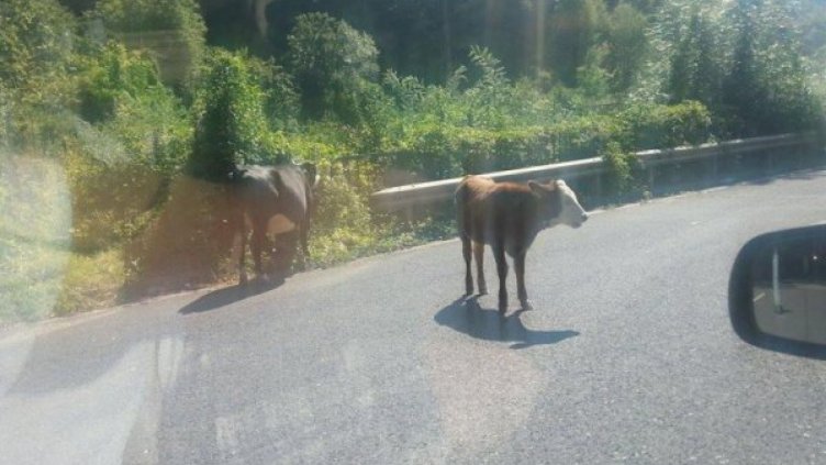 Снимка: Александър Македонски