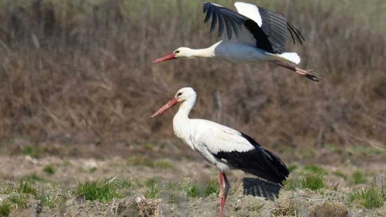 Пролетта иде! Първи щъркел долетя в Хасковско 