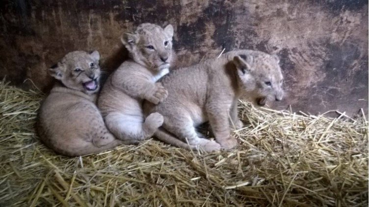 Обама, Путин и Меркел да се казват варненските лъвчета