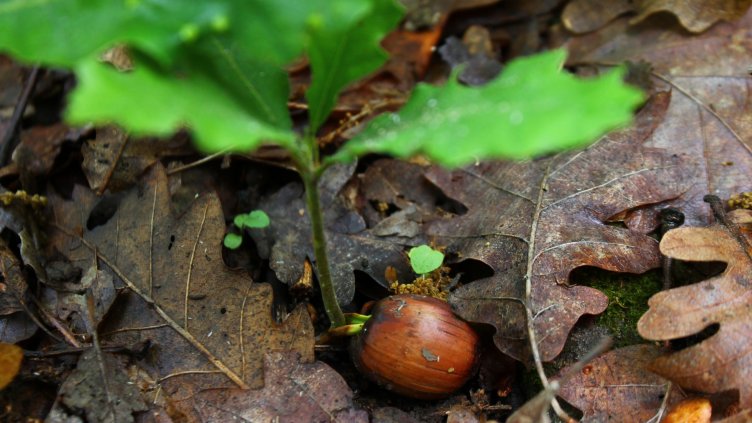 Близо 245 декара нови дръвчета във Варненско
