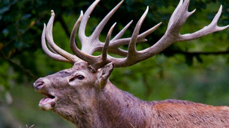 Прострелян елен намериха във Воден