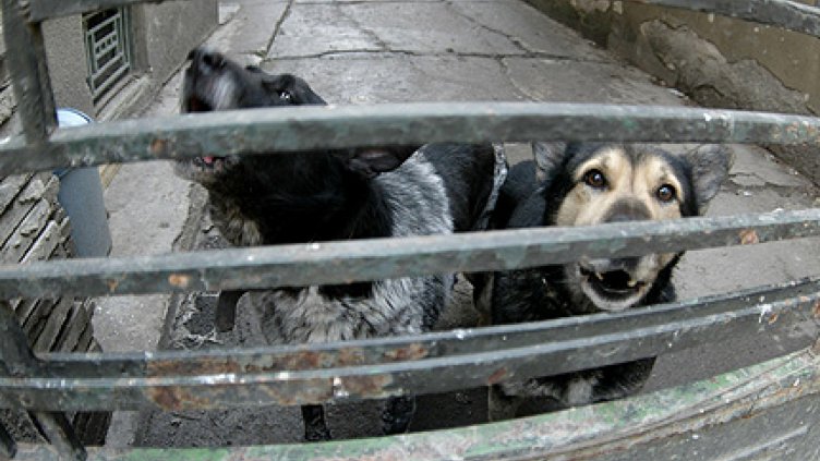 50 000 лв. дава община Варна за храна на кучкарника