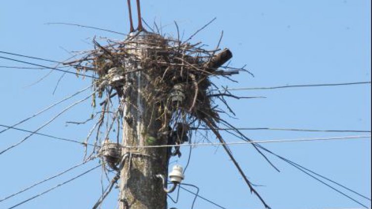 Щъркелово гнездо пламна, падна и изпепели автомобил
