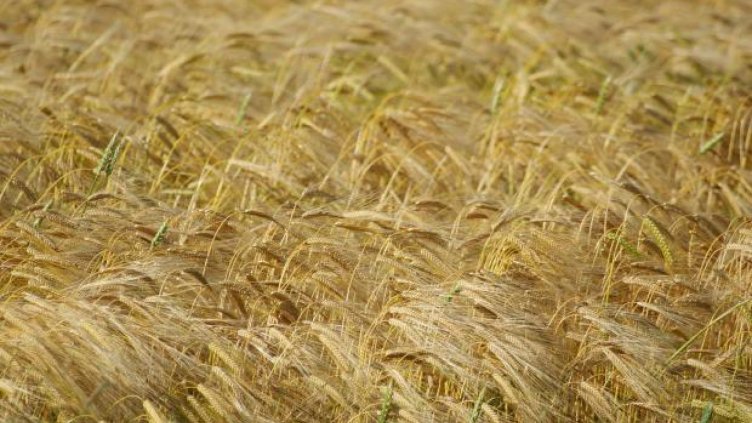 Отчитат близо 200 % ръст на площите с ръж у нас