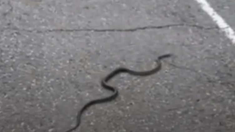 Змиите изпълзяха след обилните дъждове