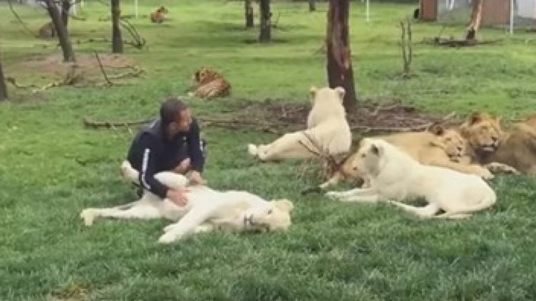 Тигър спаси живота на работник в зоопарк в Мексико (Видео)