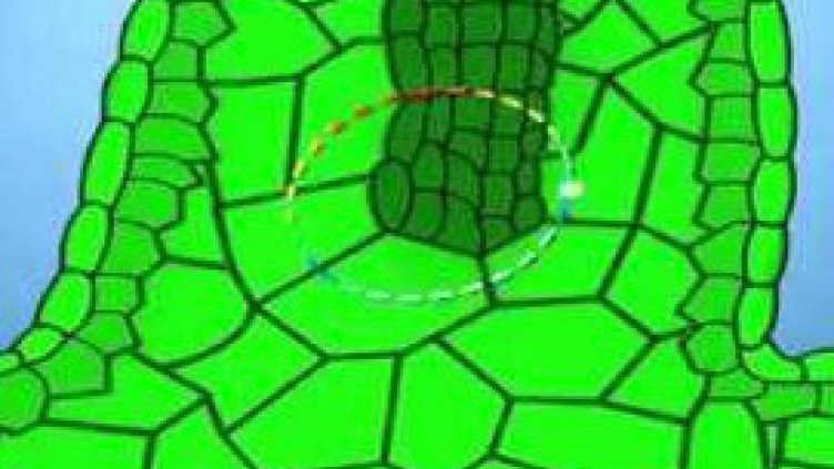 Откриха растителни стволови клетки на 300 милиона години