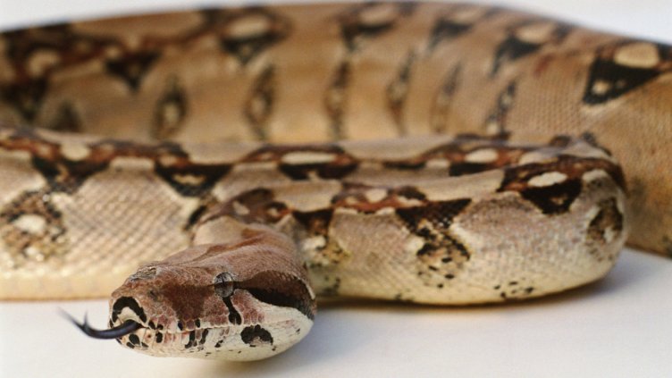 Змия спря японски влак стрела